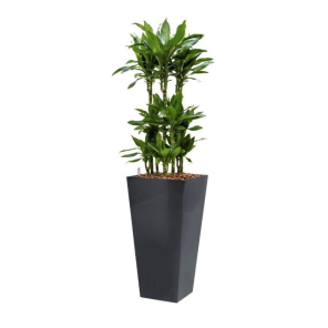 dracaena-janet-lind-4kant-antraciet464a72png