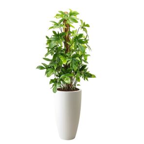 pedatum-witfc6641jpg