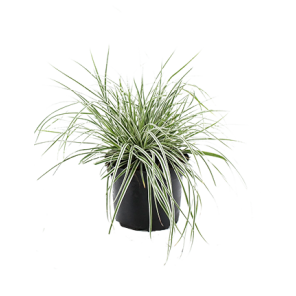 carex-fisher-formpng