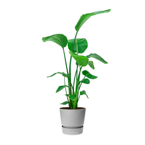 strelitzia20nicolai20medium20in20elho20greenville20round202520cm20-20grijspng