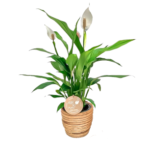 spath-in-pot-273aeb3png