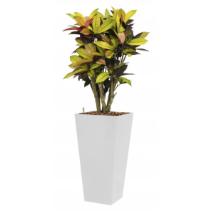 croton-codiaeum-iceton-4kant-wit94b3e9png