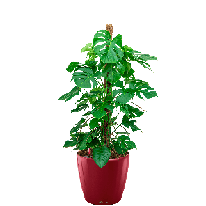 monstera20in20classico20roodpng