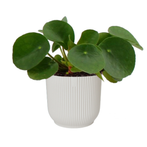pilea-vibes-wite4a67dpng