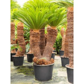 Overeenstemming Schijn Matrix Cycas revoluta (Vredespalm) online kopen? | Fleur.nl