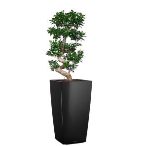 bonsai-cubico-pot-zwart513940jpg