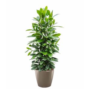 ficus-cyathispula-classico-pot-tauped001f5jpg