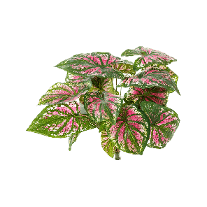 8fw1063pkpng