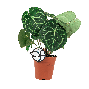 anthurium20clarinevium20logo-20webpng