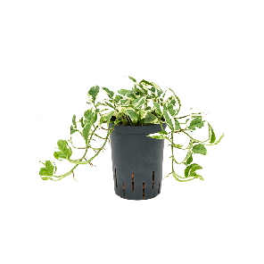 1scnjha10png