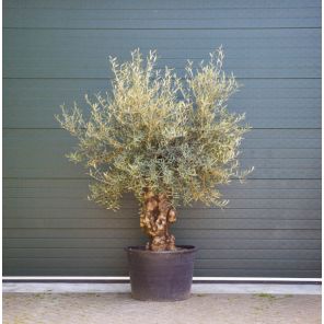 olijfboom-grillige-vorm-60-80b57372jpg
