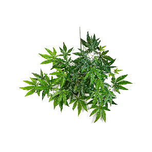 japanse20maple20spraypng