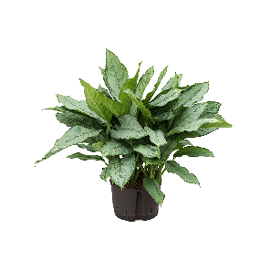 aglaonema20freedman-lpng