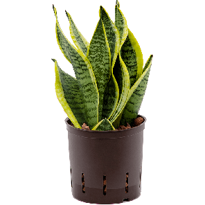 2safsbp10png