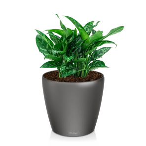 aglaonema20maria20in20watergevende20pot20classico20antracietpng