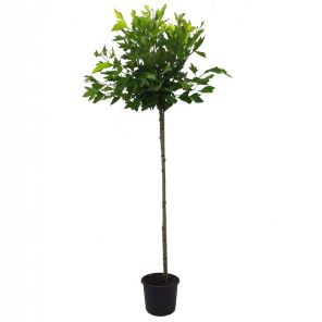 platanus-acerifolia-alphens-globe-180cm-stam5cb1e0jpg