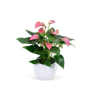 anthurium20roze20in20pot20witjpg