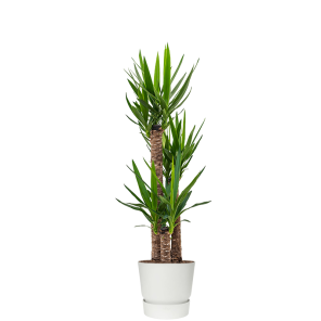 yucca-in-pot-wit96238fpng