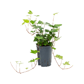 1hemoha10png