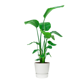 strelitzia20nicolai20medium20in20elho20greenville20round202520cm20-20witpng