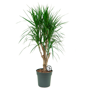 webdraccaena20marginata20vertakt20m20logo1png