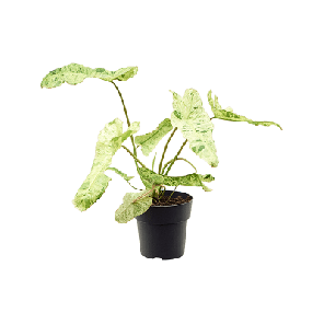 4PHPABU45-medium.png