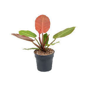 4phpobu27 (1).png