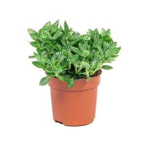 webfittonia20verschaffeltii20widepng
