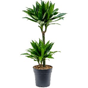 4drgj2s19png