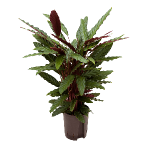 1carubp10png