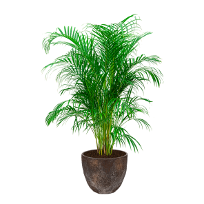 palm20areca20large20in20coral20jesslyn20xs20-20imperial20brown20-20bruinpng