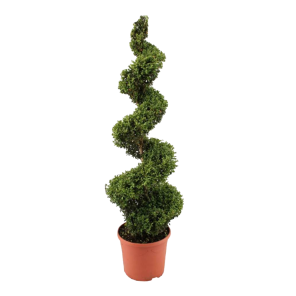 buxus-spiraal-120-130png