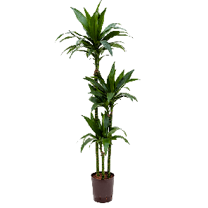 1drjg3s20png