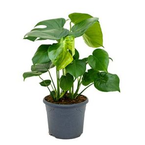 monstera-gatenplant78df0ejpg