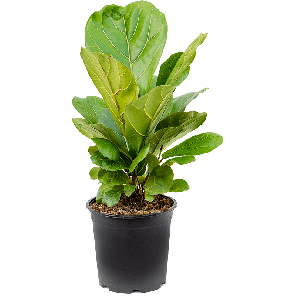 4filybu21png