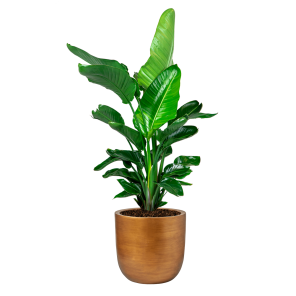 strelitzia20nicolai20in20capi20nature20retro20gold20png