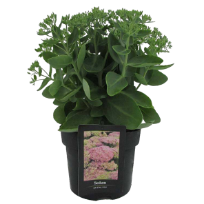 sedum-crystal-pinkpng