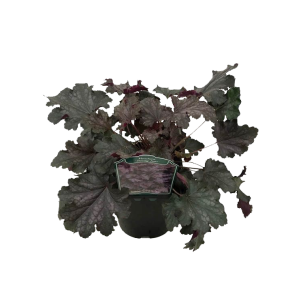 heuchera-stormy-seaspng