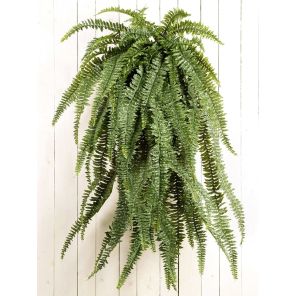 large-fern84350djpg