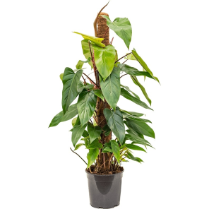 philodendron-emeraldc296c3png