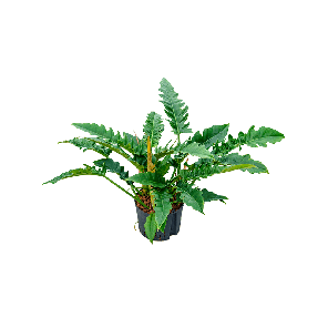 1phnabu08png