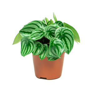webpeperomia20argyreia20watermeloenplant202png