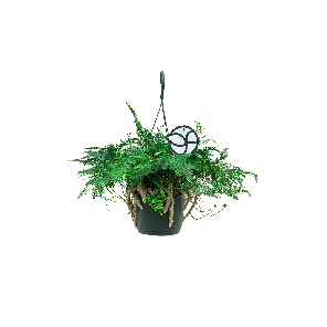 humata20teyermanii2012png