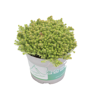 sedum-sexangularepng