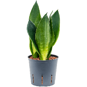 2sabdbp10png