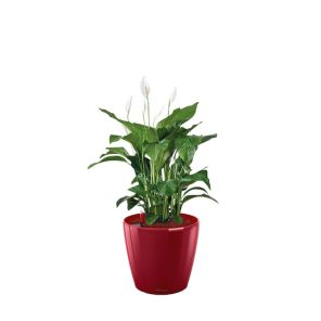 spathiphyllum-classico-pot-rood1ce1eajpg