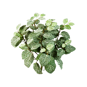 fittonia-bush-kunstplante2af9fpng