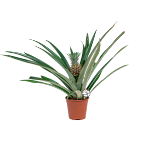 webbromelia20ananas20logopng
