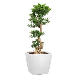 bonsai-quadro-pot-wit585433jpg