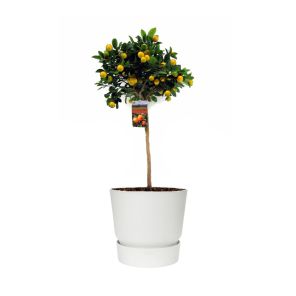 sinaasappelboom-large-in-greenville-round-25-cm-ho8e46a3jpg